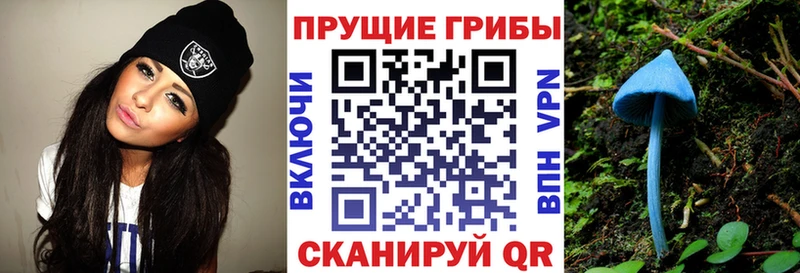 как найти наркотики  Билибино  Псилоцибиновые грибы Psilocybine cubensis 